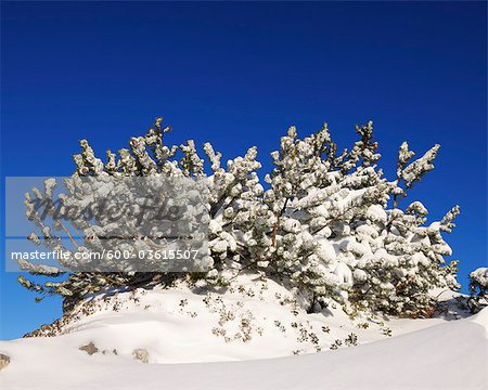 Latschenkiefer abgedeckt im Schnee, Steinplatte, Waidring, Tirol, Österreich
