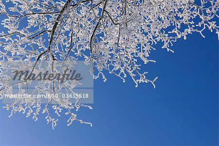 Hoar Frost on Tree Branches, Wasserkuppe, Rhon Mountains, Hesse, Germany