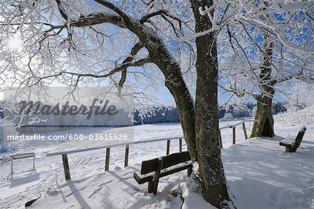 Bench under Snow Covered Tree, Wasserkuppe, Rhon Mountains, Hesse, Germany