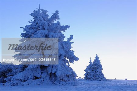 Schnee bedeckte Tannenbäume, Wasserkuppe, Rhön-Berge, Hessen