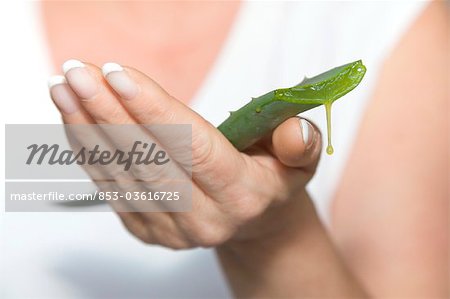 Aloe Vera leaf in woman's hand, close-up