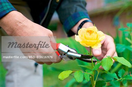 Man trimming roses in garden, close-up