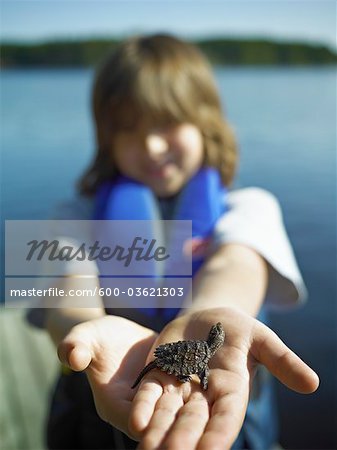 Junge hält Baby Schnappschildkröte, Cache-See, Algonquin Park, Ontario, Kanada