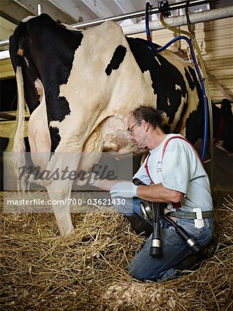 Farmer Milking Holstein Cow on Organic Dairy Farm, Ontario, Canada