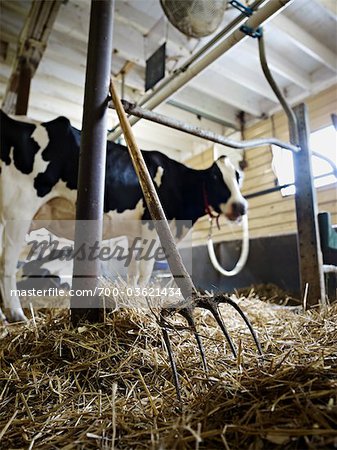 Fourche et vache laitière Holstein dans la grange, Ontario, Canada