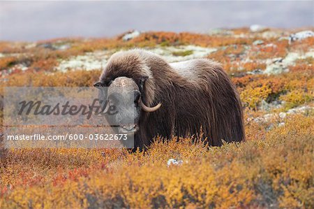 Boeuf musqué Bull sur la toundra, Parc National de Dovrefjell-Sunndalsfjella, Norvège