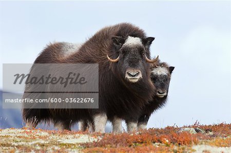 Female Muskox with Calf, Dovrefjell-Sunndalsfjella National Park, Norway