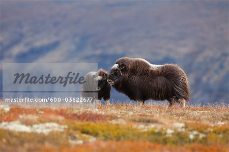 Boeuf musqué femelle avec le veau, le Parc National de Dovrefjell-Sunndalsfjella, Norvège