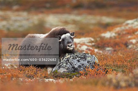 Young Muskox, Dovrefjell-Sunndalsfjella National Park, Norway