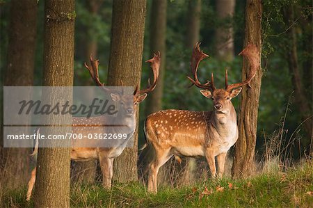 Two Male Fallow Deer