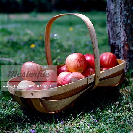 Korb mit Äpfeln im Gras unter einem Baum