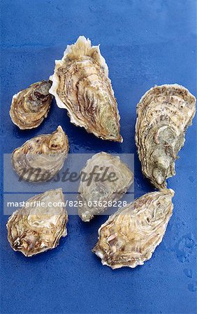 Selection of different types of oysters