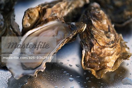 oysters