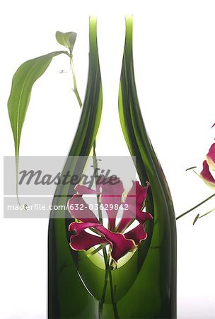 Flammen Sie-Lilie (Gloriosa Superba) in vase