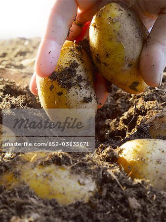 Pommes de terre à terre