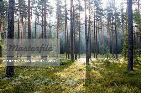 Forêt de Heddal, le comté de Telemark, Norvège occidentale, Norvège