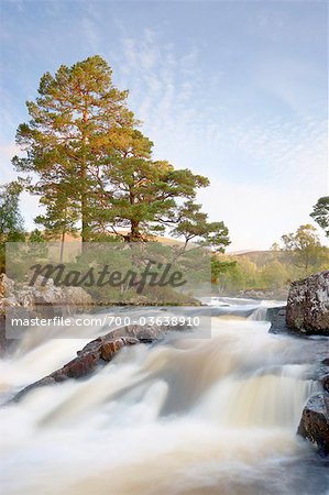 Scots Pine et rapides à l'aube, rivière Affric, Glen Affric, Cannich, région montagneuse de Conseil, Scottish Highlands, Ecosse