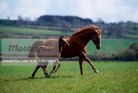 Thoroughbred Mare & Foal, Ireland
