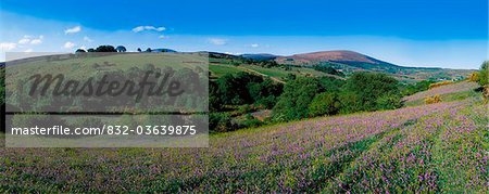 Bluebell Field, Near Blessington, Co Wicklow, Ireland