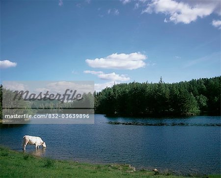 Vache charolaise boire d'un lac, Irlande