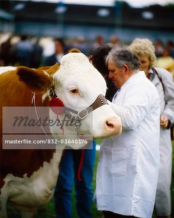 Dublin, Co Dublin, Irlande ; Taureau Hereford prix Holding homme