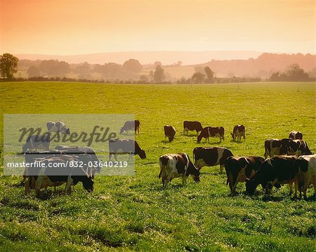 Friesian Cattle; Cattle Grazing