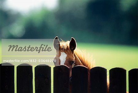 Chevaux pur-sang, poulain, regarder par-dessus la clôture