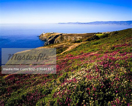 Heather On Howth Head, And Dublin Bay, Co Dublin, Ireland