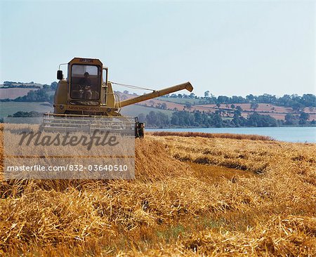 Combine Harvesting, Oil Seed Rape, Co Down,