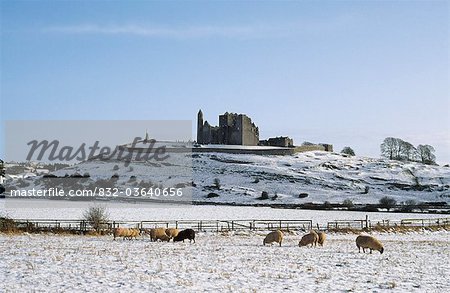 Sheep In Winter With Rock Of Cashel, County Tipperary, Ireland