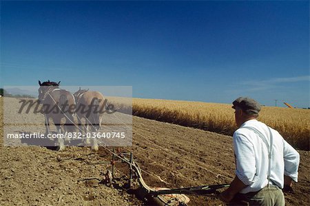 Agriculteur labourant le champ, la péninsule de Cooley, comté de Louth, Irlande