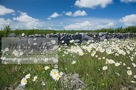 Pré de Ox-Eye marguerites, comté de Clare, Irlande