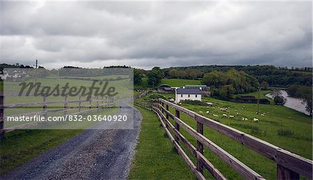 Country Lane And Rural Fence By Grazing Sheep