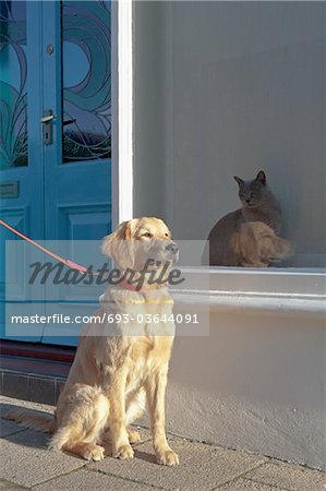 Mixed-breed Golden Retriever-Poodle cross ignoring a Burmese cat in Kent