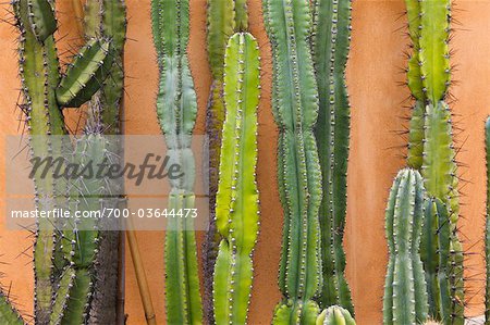 Gros plan des cactus, jardins botaniques, Padoue, Vénétie, Italie