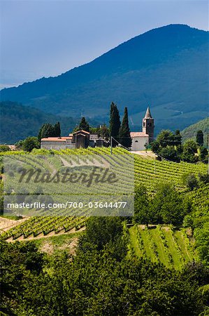 Weinberg und Kirche, Faedo und Euganeischen Hügel, Veneto, Italien