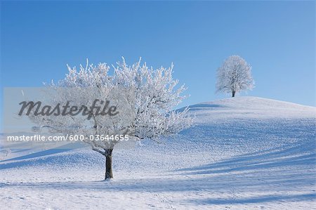 Bäume mit Hoar-Frost, Kanton Zug, Schweiz