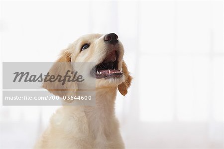 Portrait of Goldendoodle Puppy