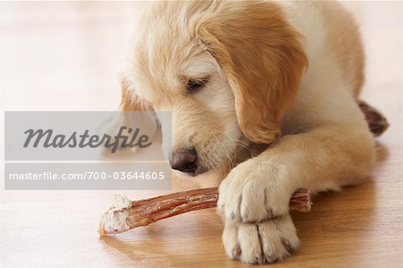 Goldendoodle Puppy Chewing on Bone