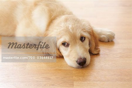 Portrait de chiot Goldendoodle