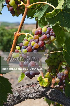 Wine Grapes in Vineyard, Central Coast, California, USA