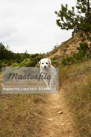 Hund Weg, Domaine de l'Ardagnole, Fajac-En-Val, Languedoc-Roussillon, Frankreich