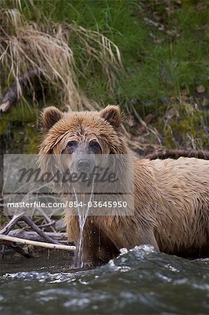 Vue des ours brun debout dans la Russian River avec de l'eau ruisselant de son museau, Russian River, la péninsule de Kenai, centre-sud de l'Alaska, forêt nationale de Chugach, Kenai National Wildlife Refuge, été