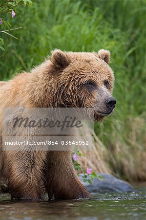 View of Brown bear standing near the shore of the Russian River, Kenai Peninsula, Southcentral Alaska, Chugach National Forest, Kenai National Wildlife Refuge, Summer