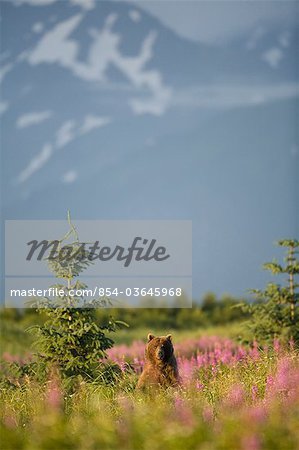 Scenic view of a Brown bear standing in a fireweed filled meadow near the Copper River Delta, Chugach Mountains, Chugach National Forest, Southcentral Alaska, Summer