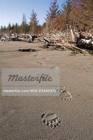 Brown bear tracks in sand on beach, Hinchinbrook Island, Prince Wiliam Sound, Chugach Mountains, Chugach National Forest, Southcentral Alaska, Summer