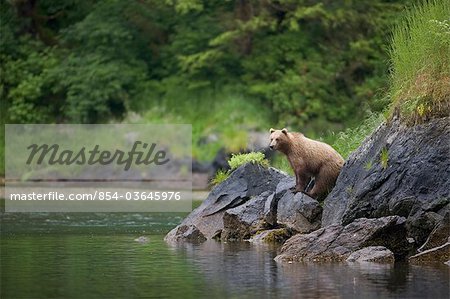 Brown Bear watches for salmon in a stream near Prince William Sound, Chugach Mountains, Chugach National Forest, Alaska, Southcentral, Summer