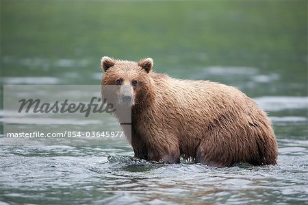 View of a Brown bear fishing for salmon in a stream near Prince William Sound, Chugach Mountains, Chugach National Forest, Alaska, Southcentral, Summer