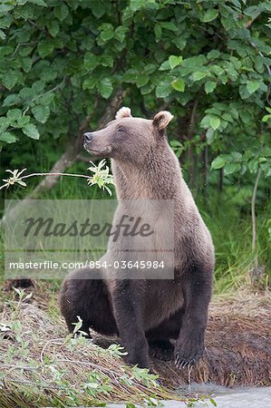 View of a brown bear sitting on stream bank sniffing the air, Copper River, Chugach Mountains, Chugach National Forest, Alaska, Southcentral, Summer