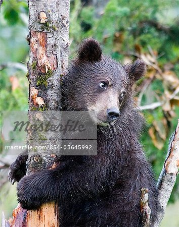 En captivité * Haines *, un ourson orphelin brown, longe une épinette pousse dans le centre de Conservation de la faune Alaska près de Portage, centre-sud de l'Alaska,